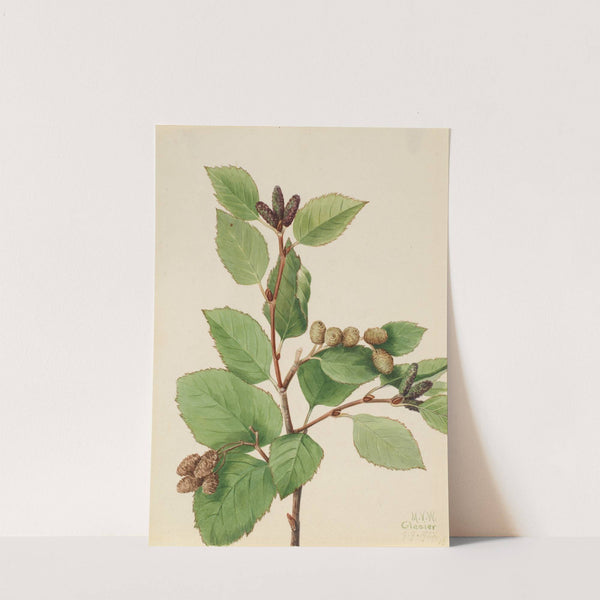 Western Green Alder (Alnus sinuata) (1922) by Mary Vaux Walcott