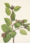 Western Green Alder. Alnus sinuata (1925)
