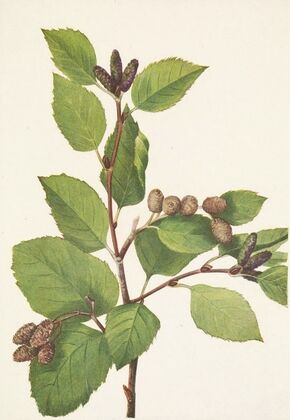 Western Green Alder. Alnus sinuata (1925)