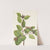 Western Green Alder. Alnus sinuata (1925) by Mary Vaux Walcott