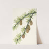 Western Larch. Larix occidentalis (1925) by Mary Vaux Walcott