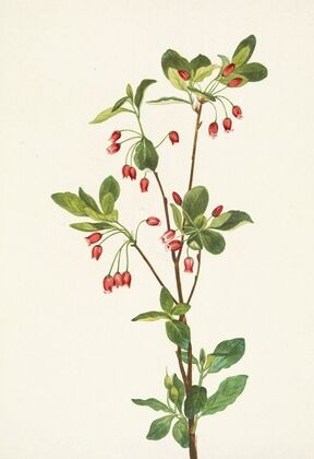 Western Menziesia. Mendesia glabella (1925)