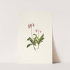 Western Pipsissewa. Chimaphila umbellata var. occidentalis (1925) by Mary Vaux Walcott