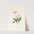 Western Pipsissewa. Chimaphila umbellata var. occidentalis (1925) by Mary Vaux Walcott
