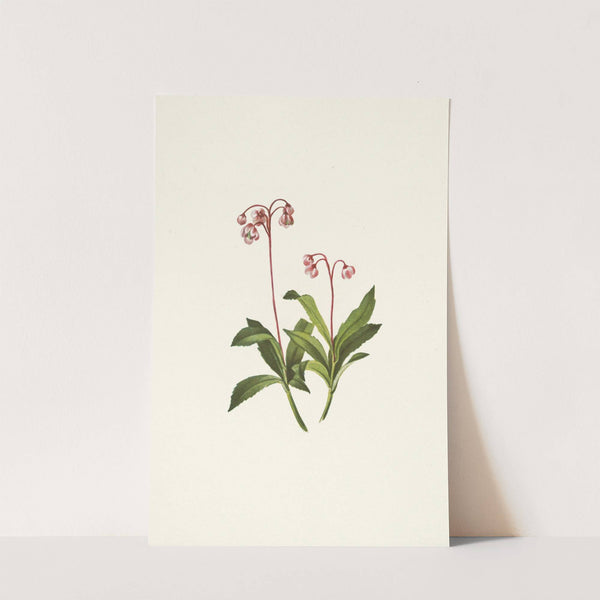 Western Pipsissewa. Chimaphila umbellata var. occidentalis (1925) by Mary Vaux Walcott