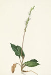 Western Rattlesnakeplantain. Peramium decipiens (1925)