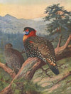 Western Tragopan (1918-1922)