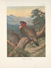 Western Tragopan (Tragopan melanocephalus). (1918-1922)
