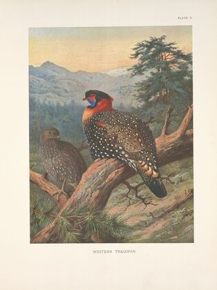 Western Tragopan (Tragopan melanocephalus). (1918-1922)