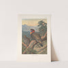 Western Tragopan (Tragopan melanocephalus). (1918-1922) by Archibald Thorburn