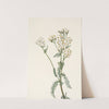 Western Yarrow. Achillea lanulosa (1925) by Mary Vaux Walcott