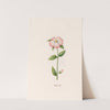 Wetter rose (1692) by Magdelena Rosina Funck