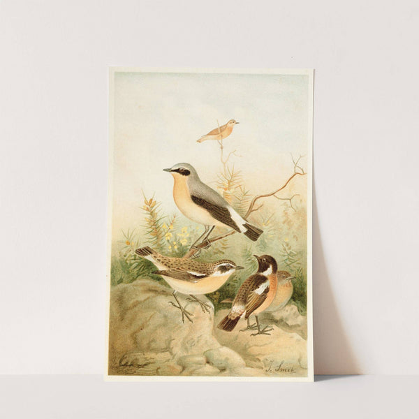 Wheatear, Stonechat and Whinchat by Joseph Smit