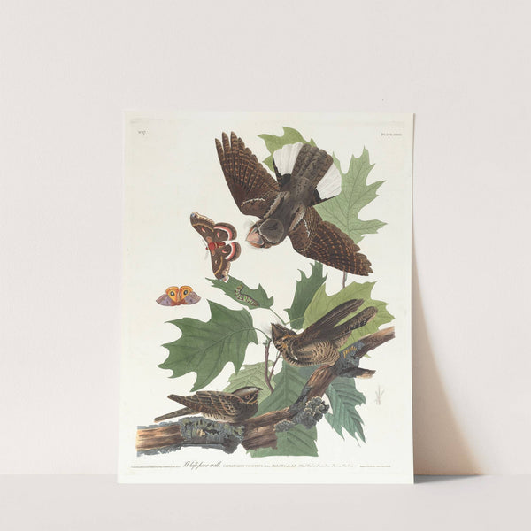 Whip-poor-will by John James Audubon