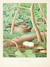 Whippoorwill