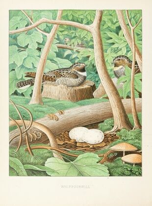 Whippoorwill