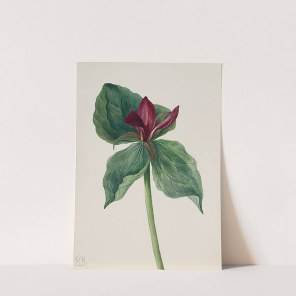 Whippoorwill Flower (Trillium H.) (1937) by Mary Vaux Walcott