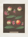 White Avant, Bears red avant, White magdalen and the Red magdalen apricots. (1812)