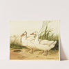 White Aylesbury Ducks (1867) by Harrison Weir