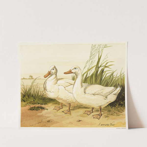 White Aylesbury Ducks (1867) by Harrison Weir