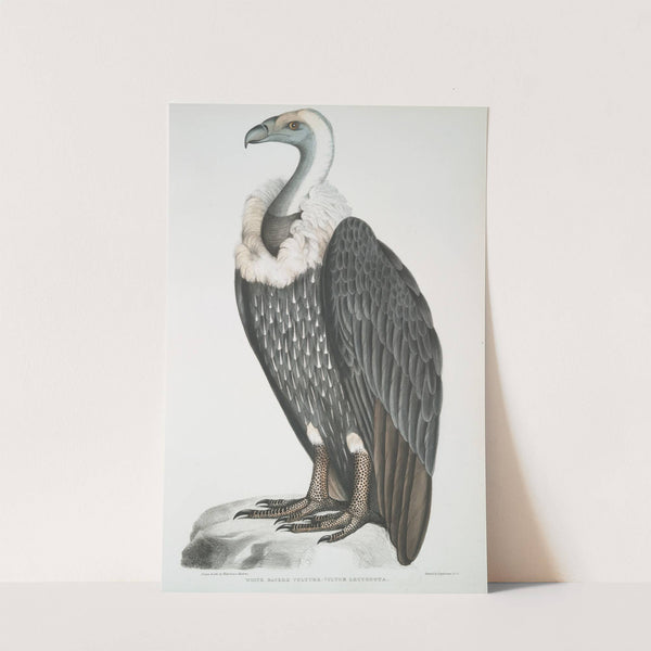 White-backed Vulture, Vultur leuconota. by John Edward Gray