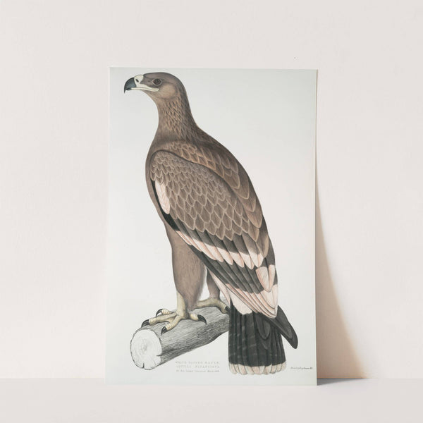 White-banded Eagle, Aquilla bifasciata. by John Edward Gray