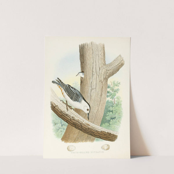 White-bellied Nuthatch (1882) by Edwin L. Sheppard