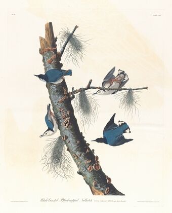 White-breasted black-capped nuthatch