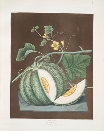 White candia (melon). (1812)