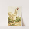 White Cochin Cock (1867) by Harrison Weir