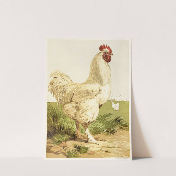 White Cochin Cock (1867) by Harrison Weir