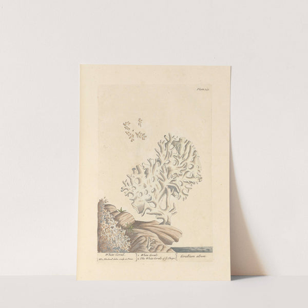 White coral by Elizabeth Blackwell