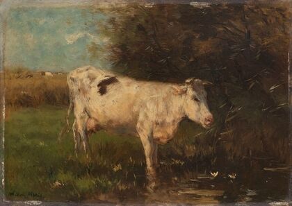 White Cow