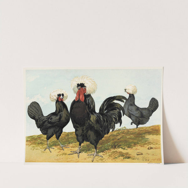 White Crested Black Polish (1867) by Harrison Weir