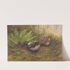White-Crested Kaleege by George Edward Lodge