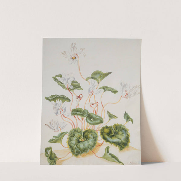 White Cyclamen by Maria Sibylla Merian