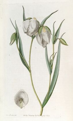 White Cyclobothra (1815-1819)
