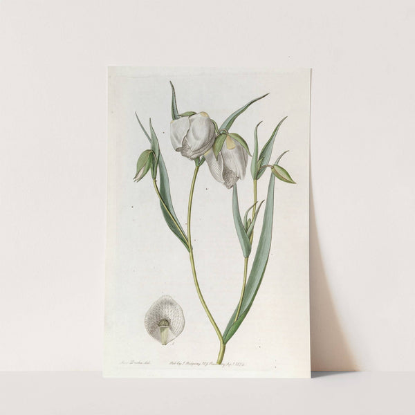 White Cyclobothra (1815-1819) by Sydenham Edwards