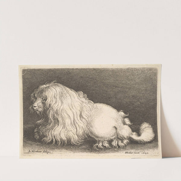 White dog (1649) by Wenceslaus Hollar