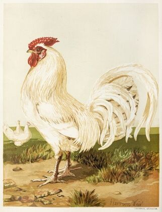 White Dorking