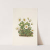 White Dryad (flower). Dryas octopetala (1925) by Mary Vaux Walcott
