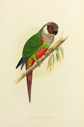White-Eared Conure (1884-1887)