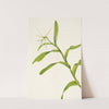 White Epidendrum. Epidendrum nocturnum (1925) by Mary Vaux Walcott