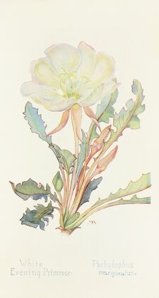 White Evening Primrose