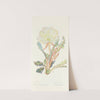 White Evening Primrose by Margaret Armstrong