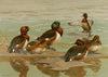 White-Eyed Duck,Baer’s Pochard,Madagascan White-Eyed Duck