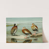 White-Faced Tree Duck, Black-Bellied Tree Duck, Gray-Breasted Tree Duck by Louis Agassiz Fuertes