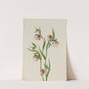 White Fairy Lantern (Calochortus albus) (1933) by Mary Vaux Walcott