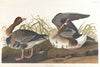 White-fronted goose