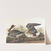 White-fronted goose by John James Audubon